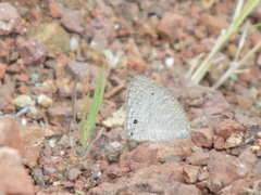 Ypthima asterope