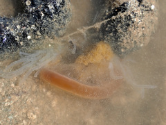 Holothuria leucospilota image
