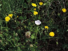 Trifolium incarnatum molinerii