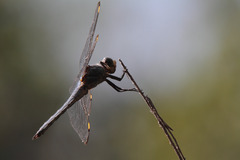 Libellula comanche