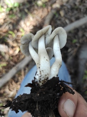 Coprinopsis melanthina