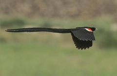 Euplectes progne progne