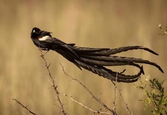 Euplectes progne progne