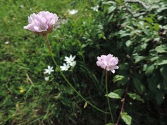 Armeria saviana