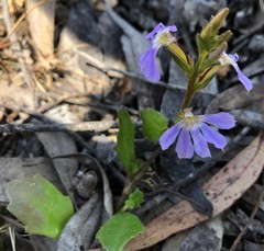 Scaevola aemula