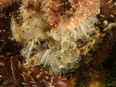 Clavelinidae
