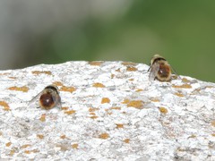 Cephenemyia stimulator