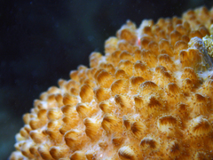 Hydnophora microconos