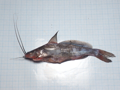 Mystus nigriceps