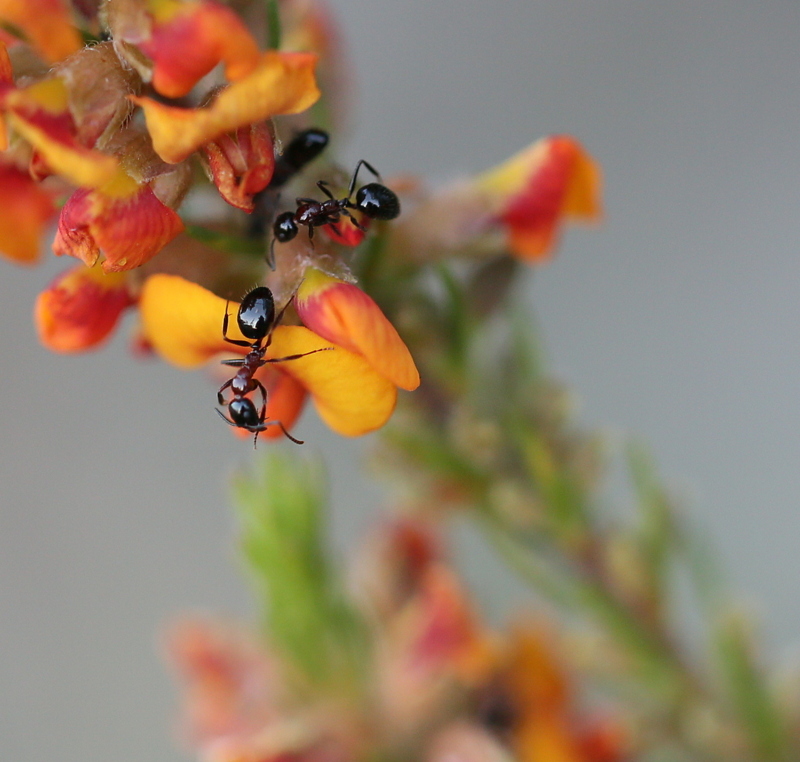 Dolichoderus australis