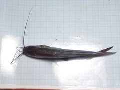 Mystus nigriceps