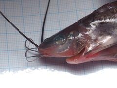 Mystus nigriceps