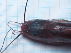 Mystus nigriceps