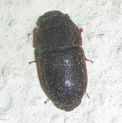 Nitidulinae