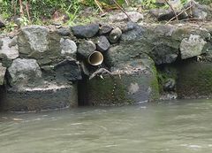 Varanus salvator bivittatus