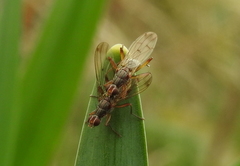 Norellia spinipes