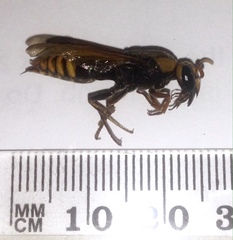 Rhynchium superbum
