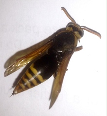 Rhynchium superbum