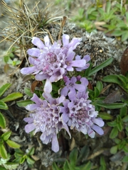 Scabiosa lacerifolia