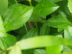 Takydromus sexlineatus
