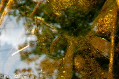 Unionoidea