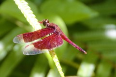 Neurothemis ramburii
