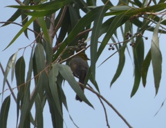 Pycnonotus xantholaemus