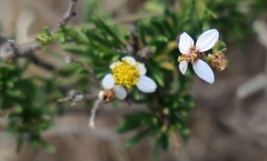 Phymaspermum parvifolium