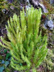 Huperzia quasipolytrichoides