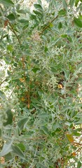 Chenopodium parabolicum