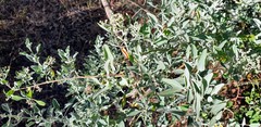 Chenopodium parabolicum