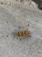 Prismatocerus signatus