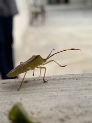 Prismatocerus signatus