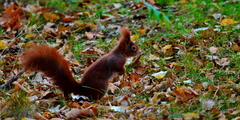 Sciurus vulgaris