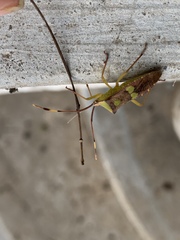 Prismatocerus signatus