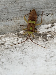 Prismatocerus signatus