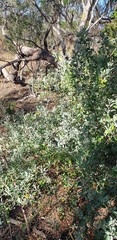 Chenopodium parabolicum