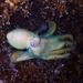 Octopus cyanea - Photo (c) Daniela Kupschus, μερικά δικαιώματα διατηρούνται (CC BY-NC), uploaded by Daniela Kupschus
