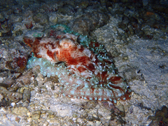 Callistoctopus