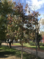 Liquidambar orientalis
