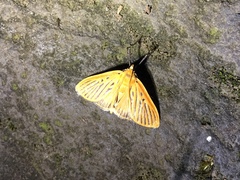 Tyspanodes striatus