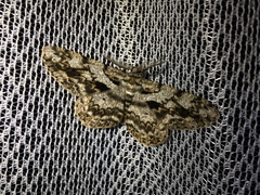 Hypomecis roboraria displicens
