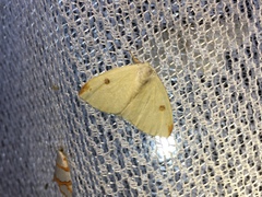 Topomesoides jonasii