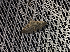 Glyphodes onychinalis