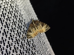 Evecliptopera illitata