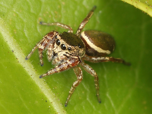Buttonhook Leafbeetle Jumping Spider