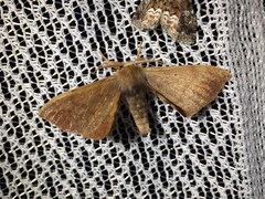 Pseudandraca gracilis