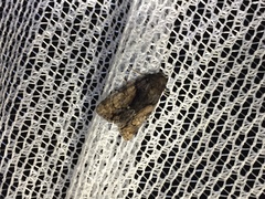 Chytonix albonotata