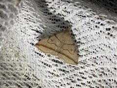 Zanclognatha griselda