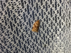 Homonopsis foederatana